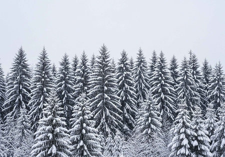 Snow covered pine trees in the mountains. Beautiful winter landscape with snowy fir trees.の写真素材