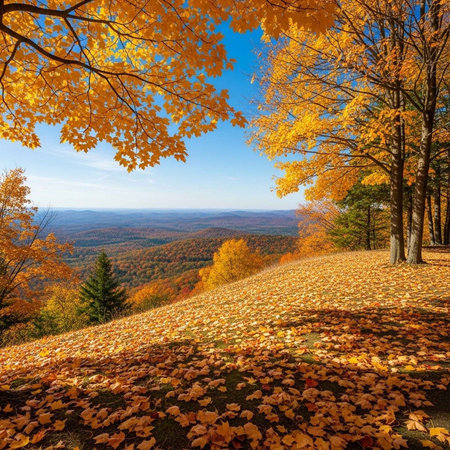 Colorful autumn landscape in the mountains. Colorful trees with yellow leaves on the ground.の写真素材