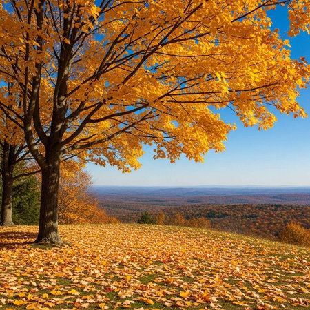 Autumn landscape with yellow leaves on the ground and blue sky backgroundの写真素材