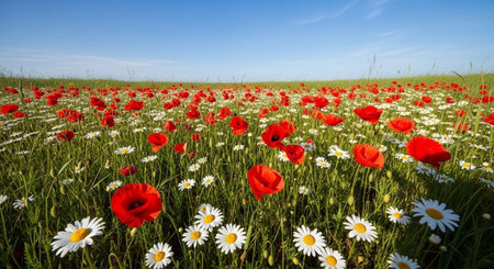 Field of poppies and daisies. Spring landscape.の写真素材