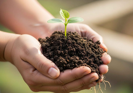 A person gently holding a small green plant in their cupped hands with soil and roots visible.の写真素材