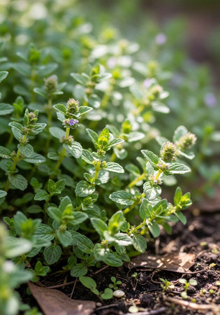 A close-up view of a lush green thyme plant in a garden bedの写真素材