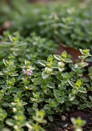 A close-up view of thyme plants growing in a garden bed