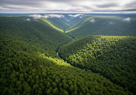Aerial view of a lush green forest with a winding river and cloudy sky