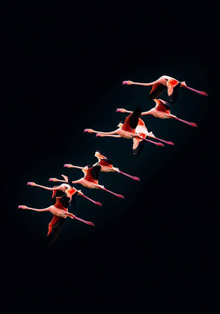 A flock of flamingos flying in formation against a dark backgroundの写真素材