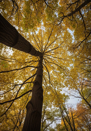 A tall tree with yellow leaves stands in a forest on a sunny day