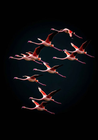 A flock of flamingos flying in formation against a dark backgroundの写真素材