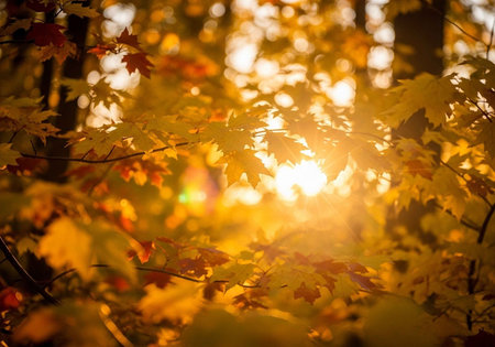 Warm sunlight filtering through vibrant yellow and orange autumn leaves in a forest.