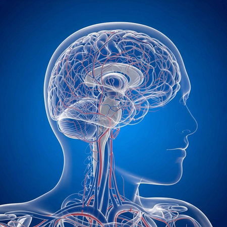 A detailed illustration of the human brain and nervous system in profile view