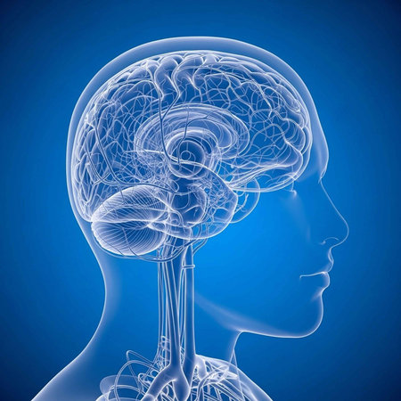 A detailed illustration of a human brain and nervous system in blue