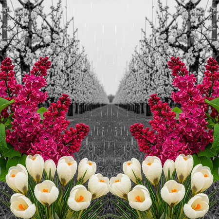 A serene orchard with vibrant flowers and tulips on a rainy dayの写真素材