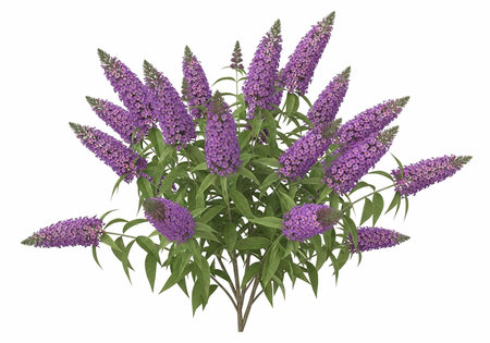 A beautiful purple flower plant with green leaves on a white background