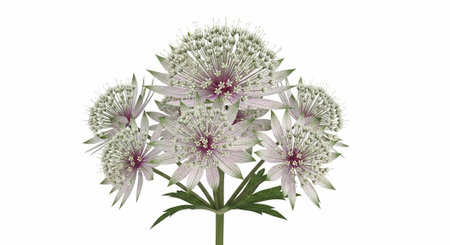 A delicate white flower with purple centers blooms in a serene natural setting