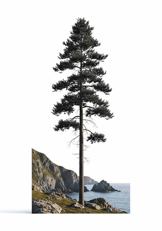 A solitary pine tree stands on a rocky coastline overlooking the ocean