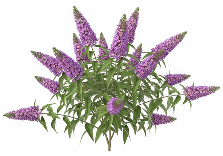 A beautiful purple flower plant with green leaves on a white background