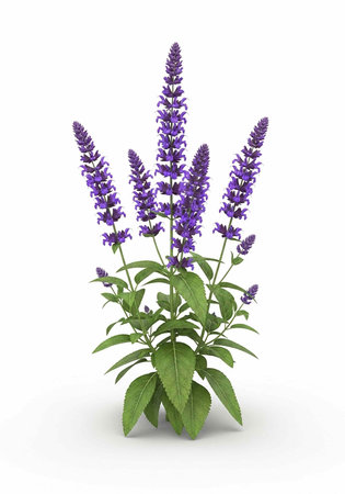 A purple lavender plant with green leaves on a white background