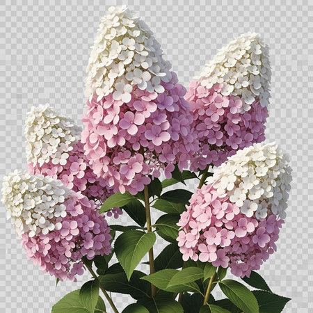 A beautiful plant with pink and white flowers and green leaves on a transparent background