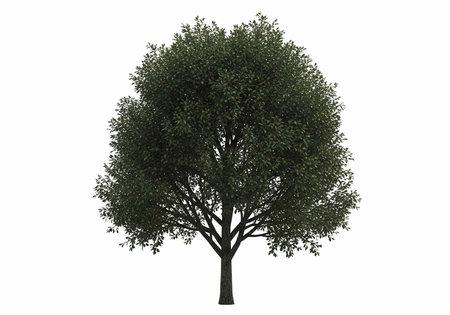A single tree with a sturdy trunk and dense green leaves stands alone on a plain white backdrop