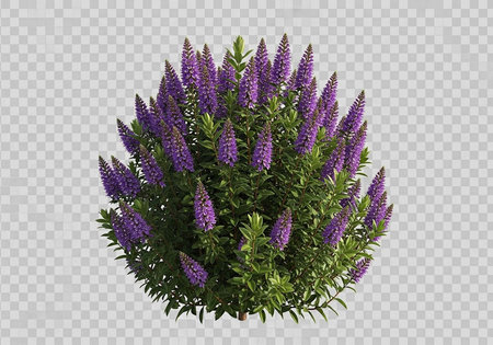 A lush bush with vibrant purple flowers and green leaves on a transparent background