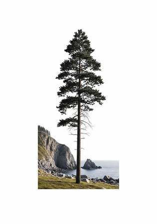 A solitary pine tree stands on grassy cliffside overlooking rocky shoreline and serene ocean