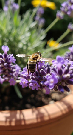 A busy bee collecting nectar from vibrant purple lavender flowers in a terracotta pot on a sunny day