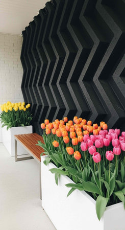 A modern room with vibrant tulips in white planters and a wooden bench against a black acoustic wallの写真素材