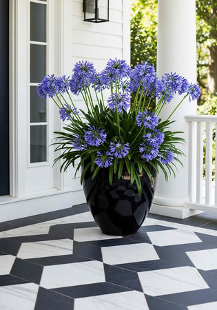 A large black pot filled with vibrant purple flowers sits on a checkered tile porch of a white houseの写真素材