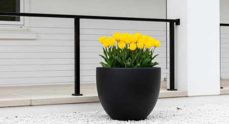 A black planter with bright yellow tulips sits on white gravel outside a modern white houseの写真素材