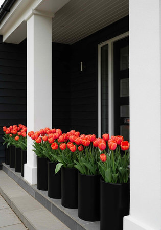 A row of black planters with bright red tulips on a modern home's porch with white columnsの写真素材