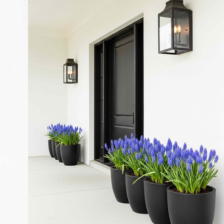 Black door and lanterns on white wall with blue flowers in black planters on porchの写真素材