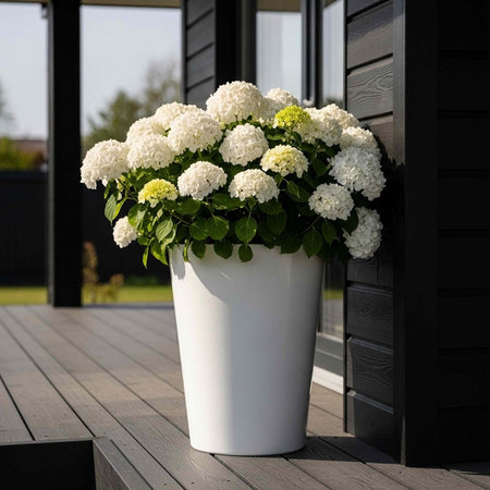 A large white planter with white hydrangea flowers on a wooden deck outside a modern house