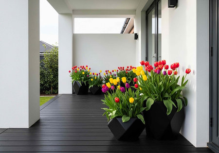 Colorful tulips in black planters on a dark wooden deck with white walls and glass doors outsideの写真素材