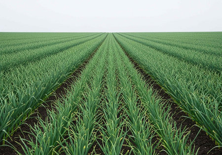 A vast field of green crops growing in neatly arranged rows under a cloudy sky