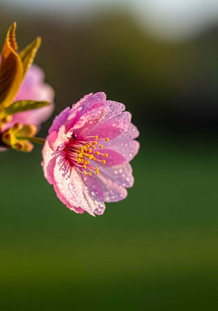 A close-up of a delicate pink flower with water droplets on its petals in a natural outdoor setting.