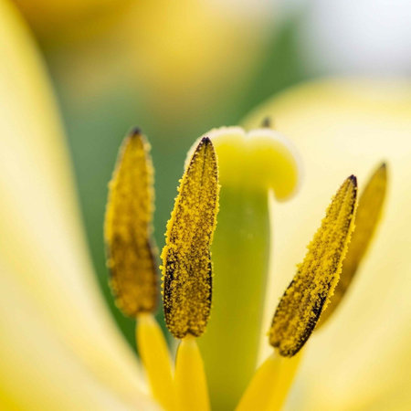 A close-up view of the stamens of a bright yellow flower in full bloomの写真素材
