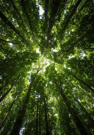 Dense forest with tall trees, vibrant green leaves, and sunlight shining through the canopy aboveの写真素材