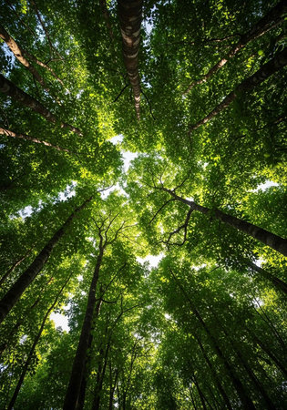 Low-angle view of tall trees with vibrant green leaves and sun shining throughの写真素材