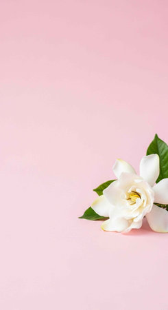 A beautiful white flower with green leaves on a soft pink background