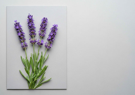 A beautiful arrangement of lavender flowers on a white background with green leaves and purple...
