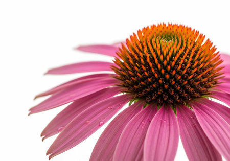 A close-up of a vibrant purple coneflower with a bright orange center, set against a clean white background.の写真素材