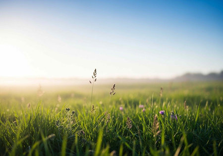 A serene landscape of a lush green field with wildflowers under a clear blue sky at sunriseの写真素材
