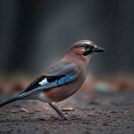 A European jay bird stands on the ground with wet feathers in rainy weather