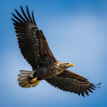A majestic eagle soars through a clear blue sky with its wings spread wide in flight.