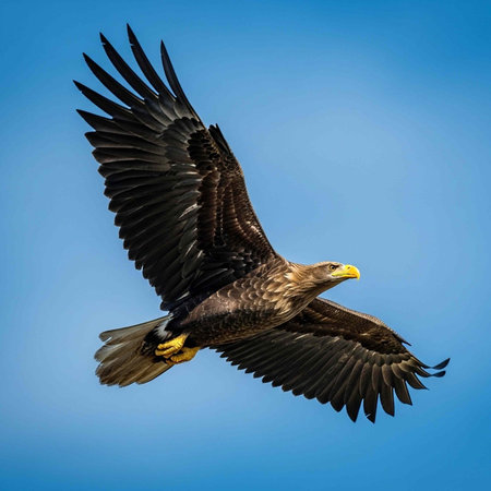 A majestic eagle soars through the clear blue sky with its wings spread wide in flight.