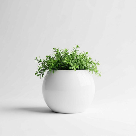 A small green plant in a white pot on a plain background with natural lightの写真素材