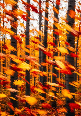 Colorful autumn leaves and tree trunks captured with a motion blur effect in a forest