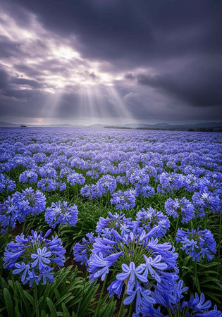 A vast field of purple flowers under a dramatic stormy sky with sunbeams shining through dark clouds