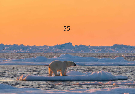 Polar bear on ice floe in calm Arctic sea with distant icebergs at sunset