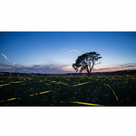 A solitary tree stands in a green field with fireflies swirling around it at dusk