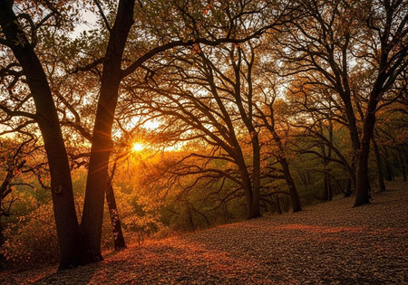 A serene forest landscape at sunset with trees and fallen leaves on a peaceful autumn day